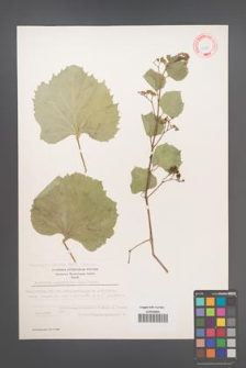 Ampelopsis vitifolia [KOR 11724]