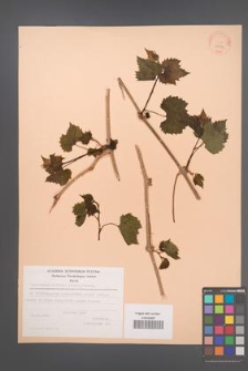 Ampelopsis vitifolia [KOR 24314]