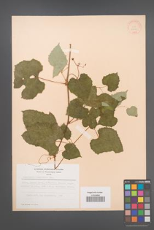 Ampelopsis humulifolia [KOR 28216]