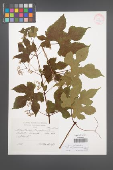 Ampelopsis glandulosa [KOR 41425]