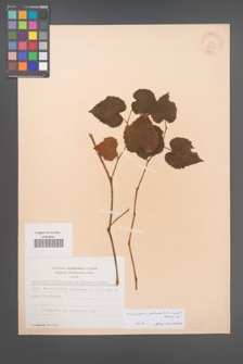 Ampelopsis glandulosa [KOR 28214]