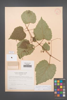 Ampelopsis glandulosa [KOR 28213]