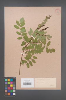 Amorpha fruticosa [KOR 33755]