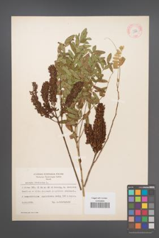Amorpha fruticosa [KOR 11718]