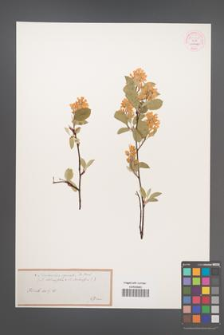 Amelanchier spicata [KOR 54033]