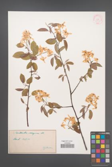 Amelanchier sanguinea [KOR 33744]