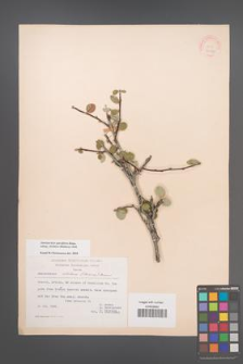 Amelanchier parviflora [KOR 20989]