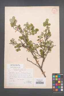 Amelanchier parviflora [KOR 20988]