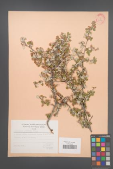 Amelanchier parviflora [KOR 30053]
