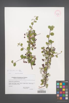 Amelanchier parviflora [KOR 44632]