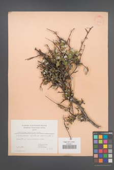 Amelanchier parviflora [KOR 30060]