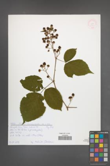 Rubus macrophyllus [KOR 51982]