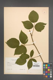 Rubus macrophyllus [KOR 8745]