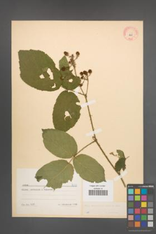 Rubus macrophyllus [KOR 8630]