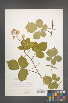 Rubus marssonianus [KOR 30752]