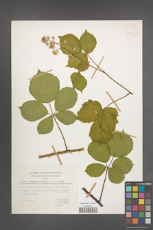 Rubus marssonianus [KOR 30753]