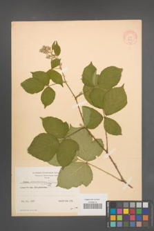 Rubus marssonianus [KOR 8717]