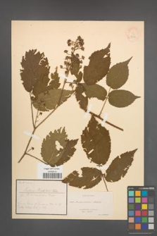 Rubus metschii [KOR 18512]