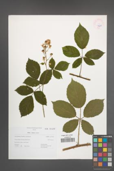 Rubus micans [KOR 43698]