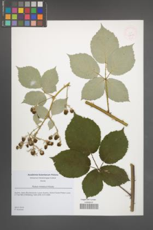 Rubus moestus [KOR 51805]