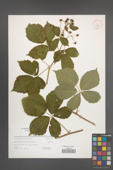 Rubus mollis [KOR 39780]