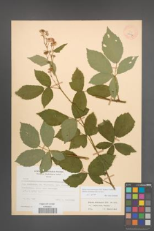 Rubus macromontanus [KOR 22546]