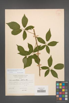 Rubus macromontanus [KOR 24384]