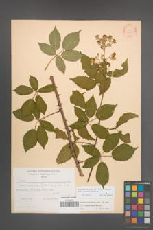 Rubus macromontanus [KOR 22550]