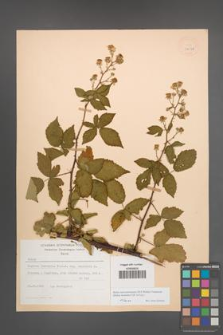 Rubus macromontanus [KOR 22548]
