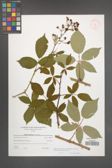 Rubus macromontanus [KOR 38793]