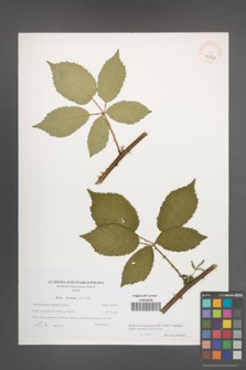 Rubus macromontanus [KOR 40545]