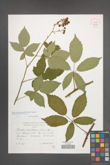 Rubus macromontanus [KOR 39057]