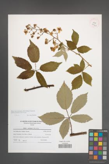 Rubus macromontanus [KOR 41040]