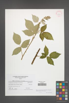 Rubus macromontanus [KOR 41509]