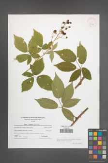 Rubus macromontanus [KOR 42095]