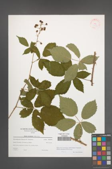 Rubus macromontanus [KOR 38869]