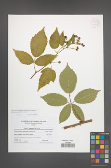 Rubus macromontanus [KOR 54053]