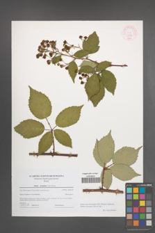 Rubus macromontanus [KOR 44196]