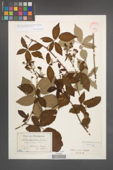 Rubus macromontanus [KOR 40508]