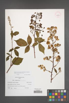 Rubus macromontanus [KOR 46187]