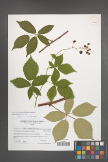 Rubus macromontanus [KOR 41068]