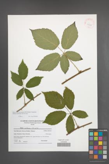 Rubus macromontanus [KOR 41511]
