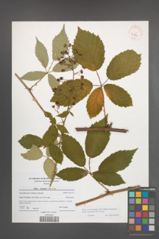 Rubus macromontanus [KOR 40739]