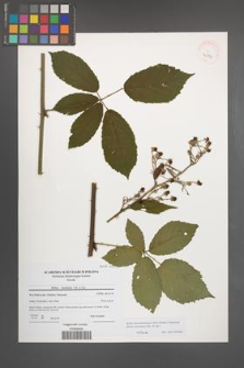 Rubus macromontanus [KOR 40751]