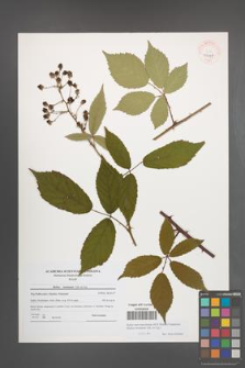 Rubus macromontanus [KOR 41047]