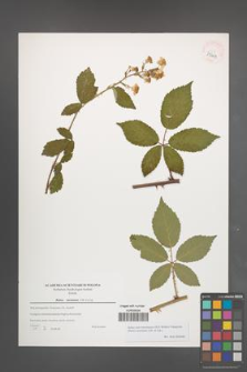 Rubus macromontanus [KOR 39609]
