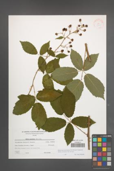 Rubus macromontanus [KOR 38868]