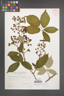 Rubus macromontanus [KOR 31566]