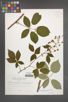 Rubus macromontanus [KOR 24787]