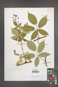 Rubus macromontanus [KOR 29213]